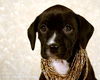 Ng Litter Princess Fiona - ADOPTED 01.17.13