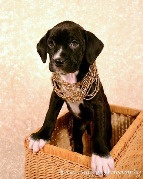 Ng Litter Princess Fiona - ADOPTED 01.17.13