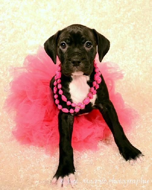 Princess Jasmine - ADOPTED 02.20.13