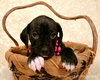 Princess Jasmine - ADOPTED 02.20.13