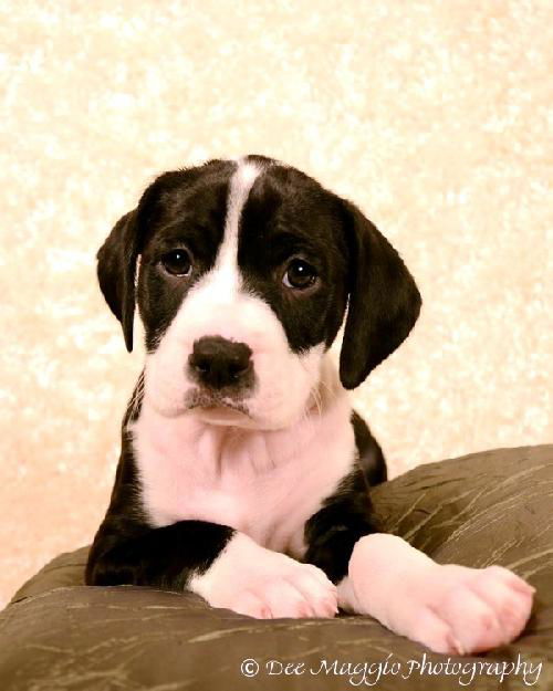 Ng Litter Princess Belle - ADOPTED 02.01.13