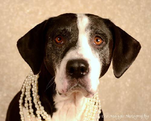 Ng Litter Sweetie Pie (Mom) - ADOPTED No Contract