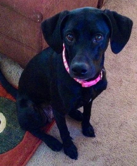 Tinker-ADOPTED 01.23.13