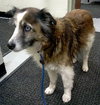 Missy-ADOPTED 01.18.13