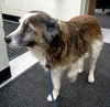 Missy-ADOPTED 01.18.13