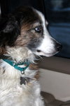 Missy-ADOPTED 01.18.13