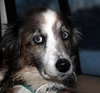 Missy-ADOPTED 01.18.13