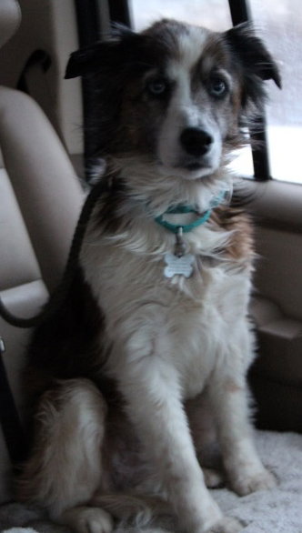 Missy-ADOPTED 01.18.13