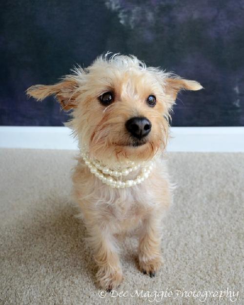 Izzy-ADOPTED 01.11.13