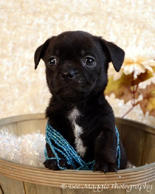 Pg Litter Honor - ADOPTED 01.13.13