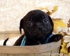 Pg Litter Honor - ADOPTED 01.13.13