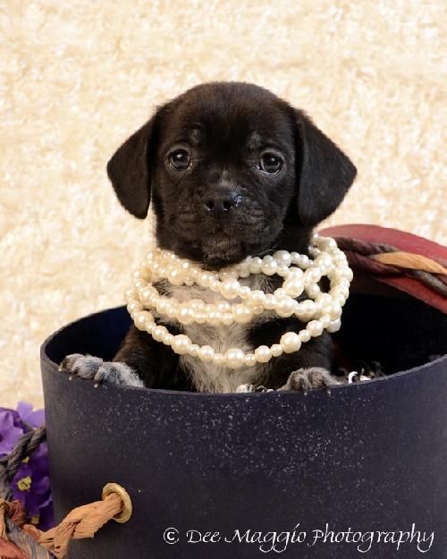 Pg Litter Faith - ADOPTED 01.17.13