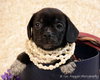 Pg Litter Faith - ADOPTED 01.17.13