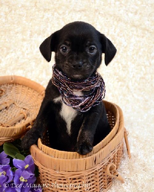 Pg Litter Bliss - ADOPTED 01.27.13