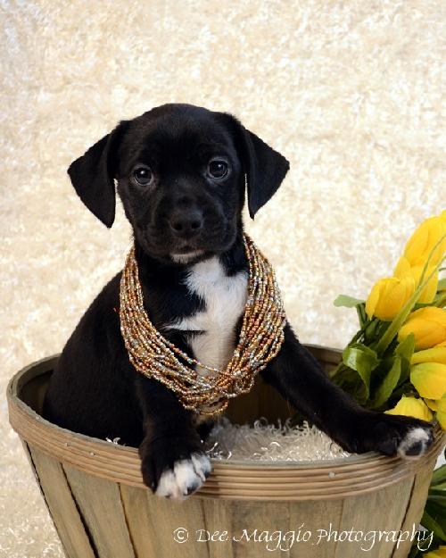 Pg Litter Patience - ADOPTED 01.13.13