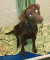 Simone-ADOPTED 05.04.13