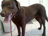 Simone-ADOPTED 05.04.13