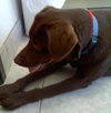 Simone-ADOPTED 05.04.13