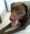 Simone-ADOPTED 05.04.13