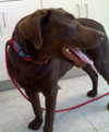 Simone-ADOPTED 05.04.13