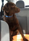 Simone-ADOPTED 05.04.13