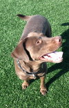 Simone-ADOPTED 05.04.13