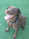 Simone-ADOPTED 05.04.13