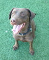 Simone-ADOPTED 05.04.13