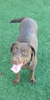 Simone-ADOPTED 05.04.13