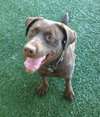 Simone-ADOPTED 05.04.13