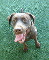 Simone-ADOPTED 05.04.13