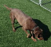 Simone-ADOPTED 05.04.13