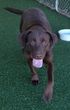 Simone-ADOPTED 05.04.13