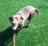 Simone-ADOPTED 05.04.13