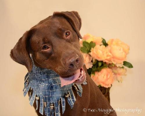 Simone-ADOPTED 05.04.13