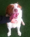 Travis-ADOPTED 01.11.13