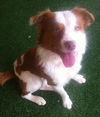 Travis-ADOPTED 01.11.13