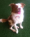 Travis-ADOPTED 01.11.13