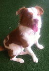 Travis-ADOPTED 01.11.13
