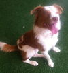 Travis-ADOPTED 01.11.13