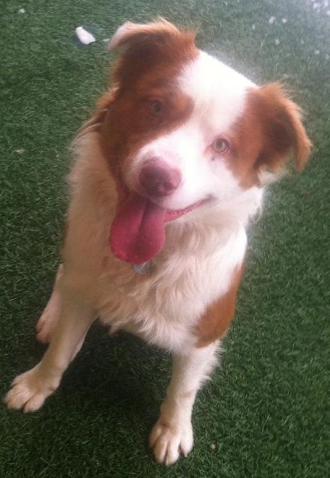 Travis-ADOPTED 01.11.13