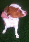 Travis-ADOPTED 01.11.13