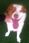 Travis-ADOPTED 01.11.13