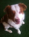 Travis-ADOPTED 01.11.13