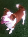 Travis-ADOPTED 01.11.13