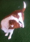 Travis-ADOPTED 01.11.13