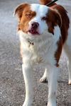 Travis-ADOPTED 01.11.13