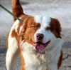 Travis-ADOPTED 01.11.13