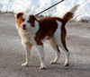 Travis-ADOPTED 01.11.13