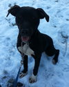 Noah-ADOPTED 06.02.13